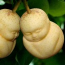 image of pear that looks like Buddha