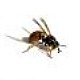 wasp