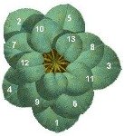 fibonacci numbers