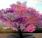 image of tree blossoming