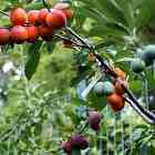 fruits growing on forty-fruit tree