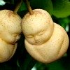image of pears shaped like Buddha