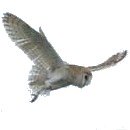 image of owl