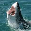 image of shark