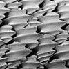 image of shark skin