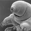 image of tardigrade 