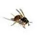 wasp